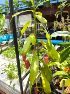 Nepenthes ampullaria × ventricosa ในกระถางกลางแจ้ง