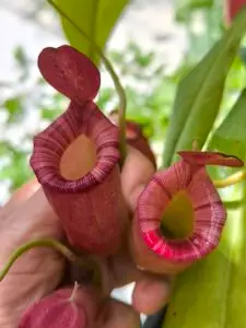 Nepenthes ampullaria × ventricosa แสดงให้เห็นปากหม้อชัดๆ
