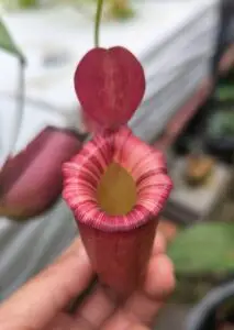 Nepenthes ampullaria × ventricosa หม้อบนปากสีชมพูหวานๆ