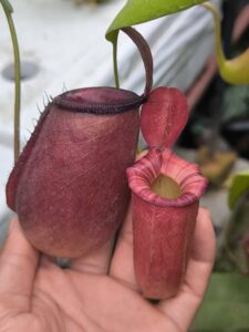 Nepenthes ampullaria × ventricosa หม้อล่างสีแดงสวยๆ