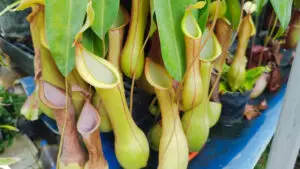 Nepenthes alata