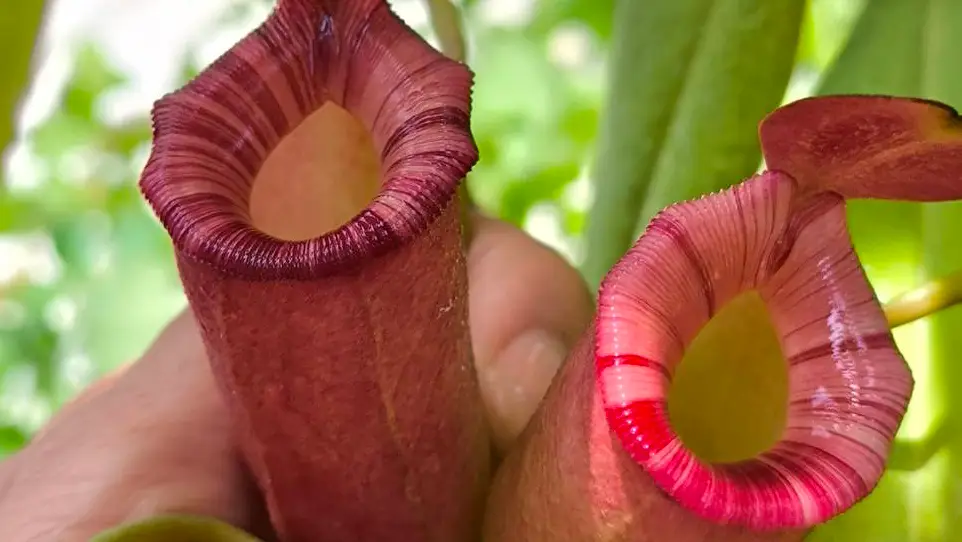 Ampullaria × ventricosa